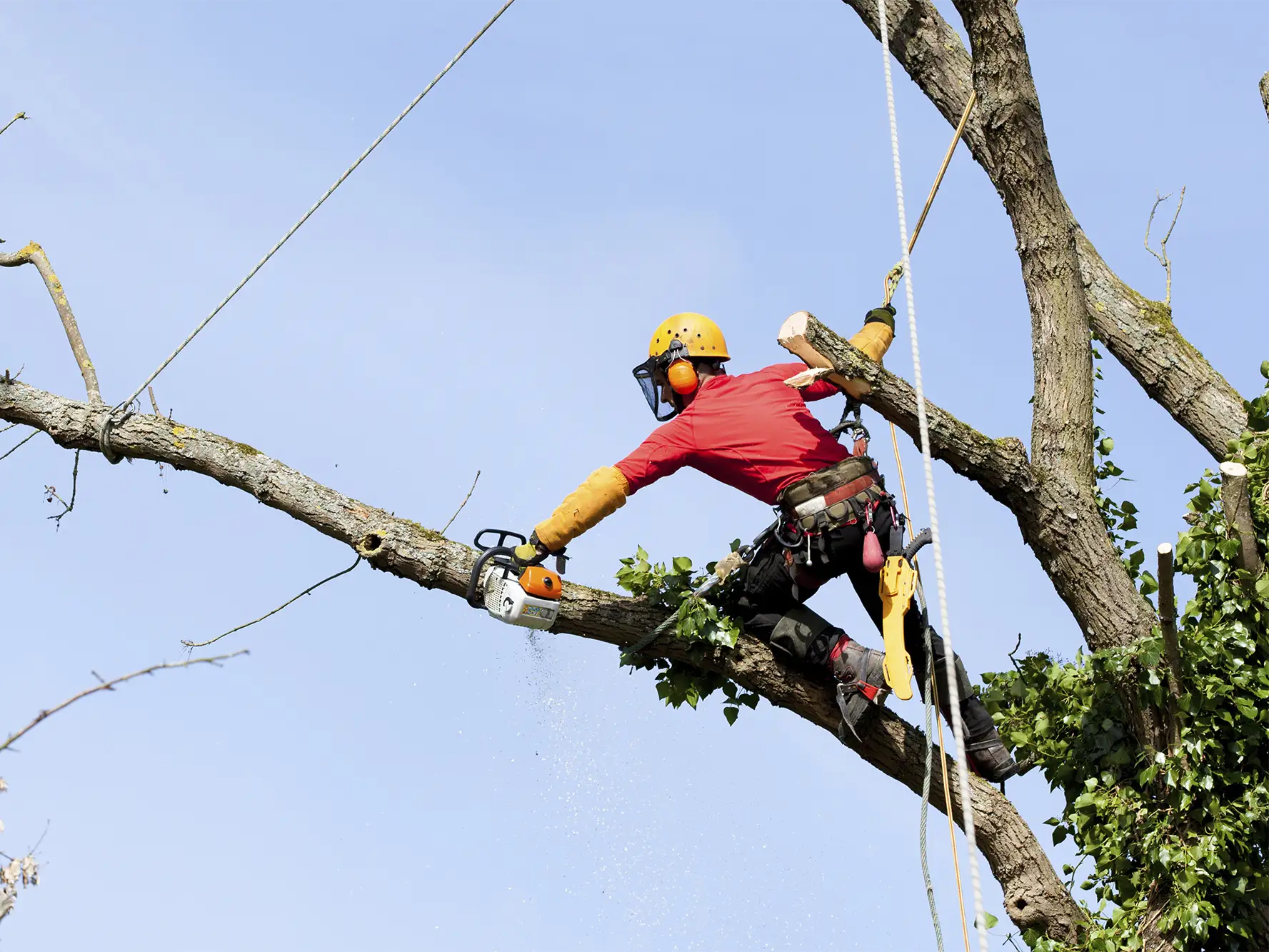 Arborist utilising 12-strand polyester rope for controlled limb lowering and rigging operations