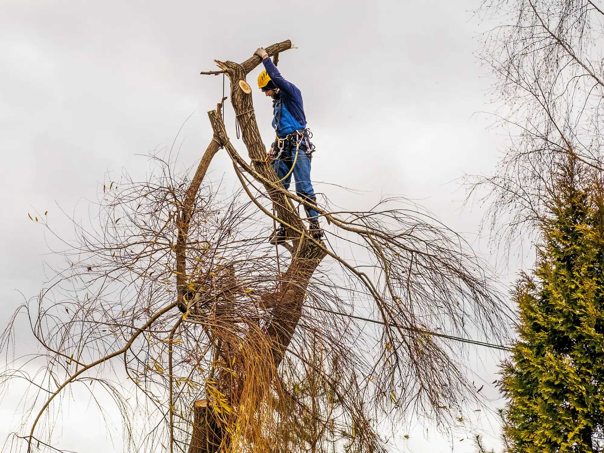 Arborist using Rig-Tex and Silva prusik 24-strand polyester rigging rope for controlled limb removal in sectional felling.