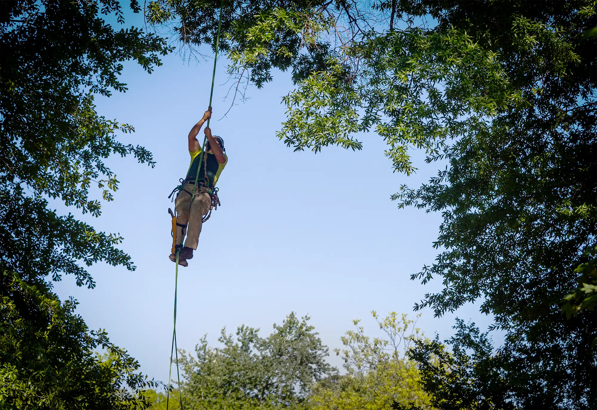 Arborist performing a canopy ascent using Silva-Tex 16-strand polyester climbing line.
